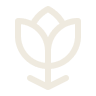 FlowerTulip